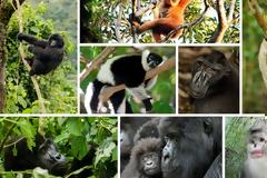 Σχεδόν δύο στα τρία είδη πιθήκων και μαϊμούδων απειλούνται με εξαφάνιση