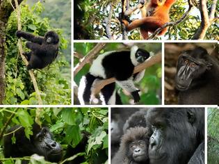 Φωτογραφία για Σχεδόν δύο στα τρία είδη πιθήκων και μαϊμούδων απειλούνται με εξαφάνιση