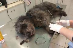 Λέσβος: Βρήκαν τον σκύλο να υποφέρει από την θηλιά με σύρμα