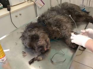 Φωτογραφία για Λέσβος: Βρήκαν τον σκύλο να υποφέρει από την θηλιά με σύρμα