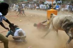 2 νεκροί σε φεστιβάλ ροντέο με ταύρους στην Ινδία