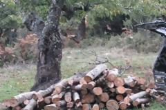 «Θυσία» τα δένδρα για τη θέρμανση στην Αμαλιάδα