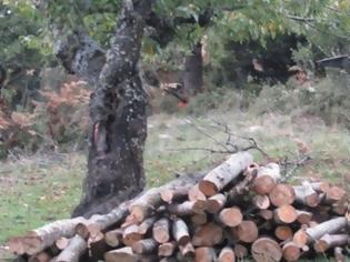 Φωτογραφία για «Θυσία» τα δένδρα για τη θέρμανση στην Αμαλιάδα