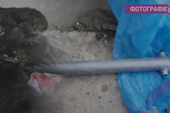 ΗΡΑΚΛΕΙΟ: Χτύπησε μέχρι… θανάτου ένα σκυλάκι με έναν σωλήνα [ΣΚΛΗΡΕΣ ΕΙΚΟΝΕΣ]