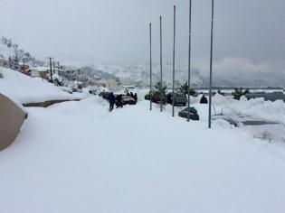 Φωτογραφία για Κύμη: Ζώα σκασμένα από έλλειψη οξυγόνου και τσακισμένα δέντρα [video]