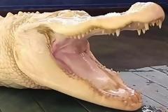 Ο αλμπίνος αλιγάτορας της Φλόριντα