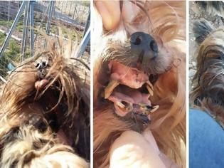 Φωτογραφία για Θα δικαστεί η γυναίκα που εξέτρεφε και πουλούσε σκυλιά στα Σπάτα μέσω αγγελιών