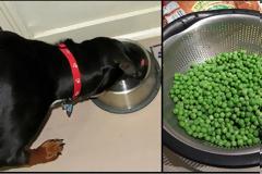 ΑΥΤΕΣ είναι 10 ανθρώπινες τροφές που επιτρέπεται να δίνετε στον σκύλο σας...