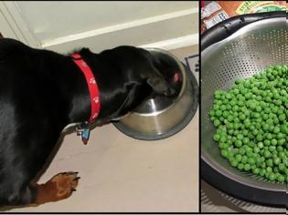 Φωτογραφία για ΑΥΤΕΣ είναι 10 ανθρώπινες τροφές που επιτρέπεται να δίνετε στον σκύλο σας...