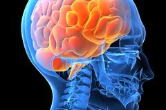 Βρήκαν το βιάγκρα… του εγκεφάλου! Tι έδειξε έρευνα με Έλληνα επικεφαλή…