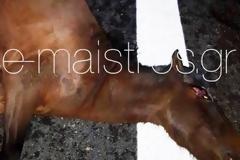 Τροχαία από τα άγρια άλογα που εισβάλουν στην Ιόνια Οδό! 4 μόνο σκοτώθηκαν σε ένα βράδυ!