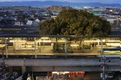 Ένα δέντρο 700 ετών βρίσκεται μέσα σε σιδηροδρομικό σταθμό για έναν ξεχωριστό λόγο