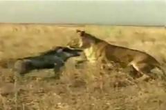 Θαρραλέο γουρούνι τα «βάζει» με λιοντάρι - Ποιός. κερδίζει; [video]