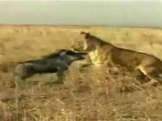 Φωτογραφία για Θαρραλέο γουρούνι τα «βάζει» με λιοντάρι - Ποιός. κερδίζει; [video]