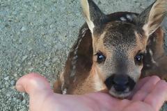 Αυτοκίνητο συγκρούστηκε με ζαρκάδι στην Ε.Ο Λάρισας- Αθήνας