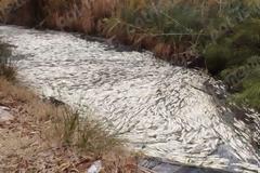 Σοκαριστικό θέαμα: Δεκάδες νεκρά ψάρια σε Ιαματικά Λουτρά