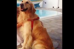 Αντίπαρος: Έχασε τον σκύλο του & τον βρήκε νεκρό πυροβολημένο με καραμπίνα