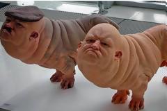 ΑΠΟΤΡΟΠΑΙΟ: Δημιούργησαν υβρίδιο ανθρώπων  -χοίρων; - Που πάμε τελικά... [photos+video]