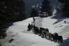 Αλογα Πίνδου Εγκλωβισμένα Στο Χιόνι ...Σώθηκαν Απο Την ΕΜΑΚ [photos+video]