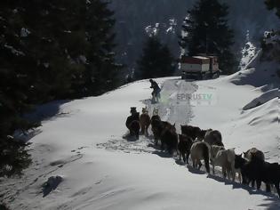 Φωτογραφία για Αλογα Πίνδου Εγκλωβισμένα Στο Χιόνι ...Σώθηκαν Απο Την ΕΜΑΚ [photos+video]