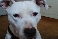 Χάθηκε το εικονιζόμενο σκυλάκι - Μπορείτε να βοηθήσετε;