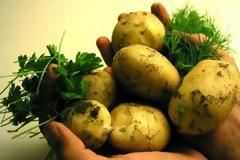 Πατάτα για να αντιμετωπίσετε τη σκουριά