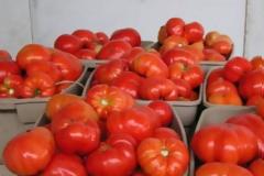 Βρέθηκε ο τρόπος να γίνουν ξανά νόστιμες οι ντομάτες