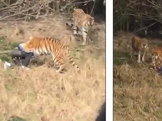 Φωτογραφία για Βίντεο σοκ! Τον κατασπάραξε τίγρης μπροστά στη γυναίκα και το παιδί του
