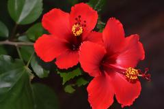 Ιβίσκος, ένα ακόμη φάρμακο της φύσης