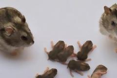 Σοκαρισμένος ολόκληρος ο πλανήτης... Τα πρώτα ζώα- κανίβαλοι έκαναν την εμφάνιση τους!