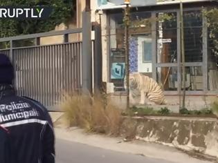 Φωτογραφία για Σικελία: Λευκή τίγρη της Σιβηρίας δραπέτευσε από τσίρκο και έκοβε βόλτες έξω από το Παλέρμο [video]