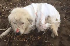 Ναύπακτος: Έδεσε τα πόδια του σκύλου με σύρμα, τον έκλεισε σε τσουβάλι & τον πέταξε στο ποτάμι