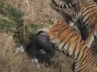 Φωτογραφία για Ανατριχιαστικό βίντεο:Τρεις τίγρεις κατασπάραξαν άνδρα μπροστά στην οικογένεια του