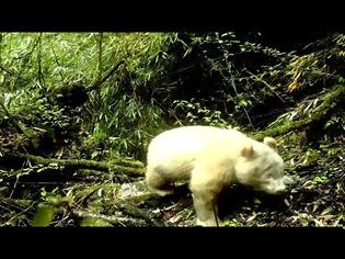 Φωτογραφία για Σπάνιο γιγαντιαίο πάντα-αλμπίνο εντοπίστηκε σε δάσος της Κίνας (video)