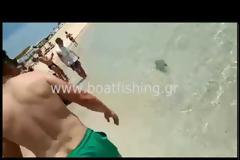 Κάρπαθος: Δηλητηριώδης λαγοκέφαλος δάγκωσε λουόμενο.. (video)