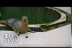 Φώκια έμαθε να τραγουδά τη μελωδία του «Star Wars» και έγινε viral