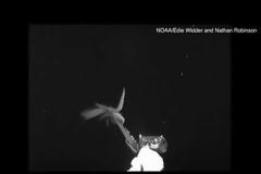 Γιγαντιαίο καλαμάρι τεσσάρων μέτρων καταγράφηκε στα βάθη του Ατλαντικού (video)