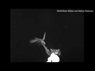 Φωτογραφία για Γιγαντιαίο καλαμάρι τεσσάρων μέτρων καταγράφηκε στα βάθη του Ατλαντικού (video)