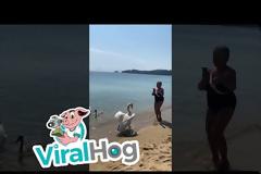 Η ...εκδίκηση του κύκνου σε τουρίστρια στη Σκιάθο (video)