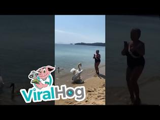 Φωτογραφία για Η ...εκδίκηση του κύκνου σε τουρίστρια στη Σκιάθο (video)