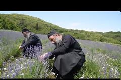 12183 - Μοναχοί στο Περιβόλι της Παναγίας καλλιεργούν βότανα και έχουν στήσει δική τους μονάδα παραγωγής προϊόντων περιποίησης. (βίντεο)