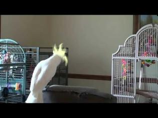 Φωτογραφία για Πτηνό… χορευτής εκτελεί 14 διαφορετικές κινήσεις