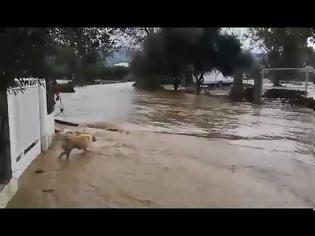 Φωτογραφία για Χαλκιδική: Πλημμύρες και απεγκλωβισμοί κατοίκων από την κακοκαιρία (video)