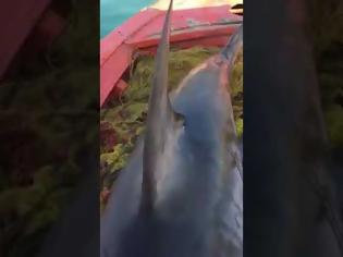 Φωτογραφία για Καρχαριοειδές 4 μέτρων αλιεύτηκε στον Παγασητικό (βίντεο)
