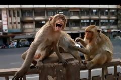 Απίθανο: Πίθηκοι έκλεψαν δείγματα αίματος ασθενών με κορωνοϊό στην Ινδία! (+vid)