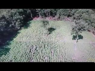 Φωτογραφία για Οι απίστευτες εικόνες από drone με την φυτεία των...14.000 δενδρυλλίων(!) κάνναβης στα ορεινά των Γρεβενών (+vid)