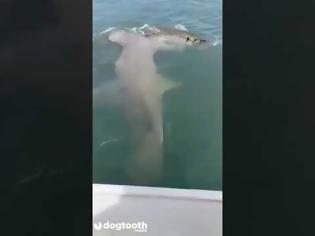 Φωτογραφία για Η στιγμή που ψαράδες δίνουν «μάχη» με τεράστιο καρχαρία (vid)