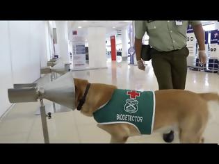 Φωτογραφία για Χιλή: Τα τεστ για τον κορωνοϊό τα... έριξαν στα σκυλιά-βίντεο