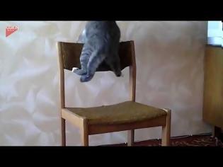 Φωτογραφία για Γάτα επιτίθεται σε... καρέκλα VID