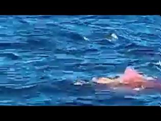 Φωτογραφία για Σίδνεϋ: Καρχαρίας κατασπάραξε κολυμβητή - Σε σοκ αυτόπτες μάρτυρες (Video)